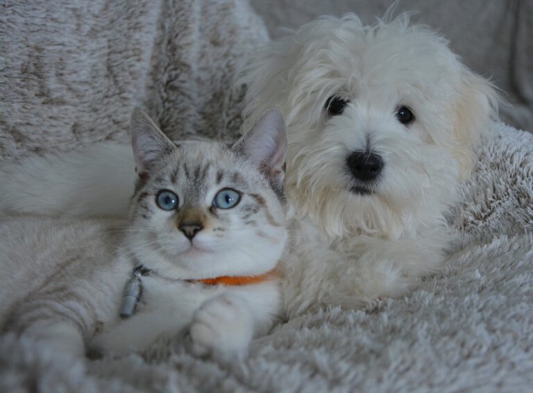 Home HVAC Care Tips For Pet Owners